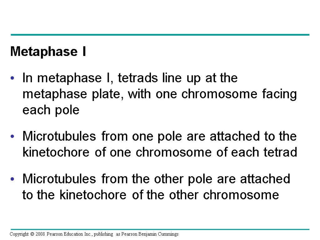 Metaphase I In metaphase I, tetrads line up at the metaphase plate, with one